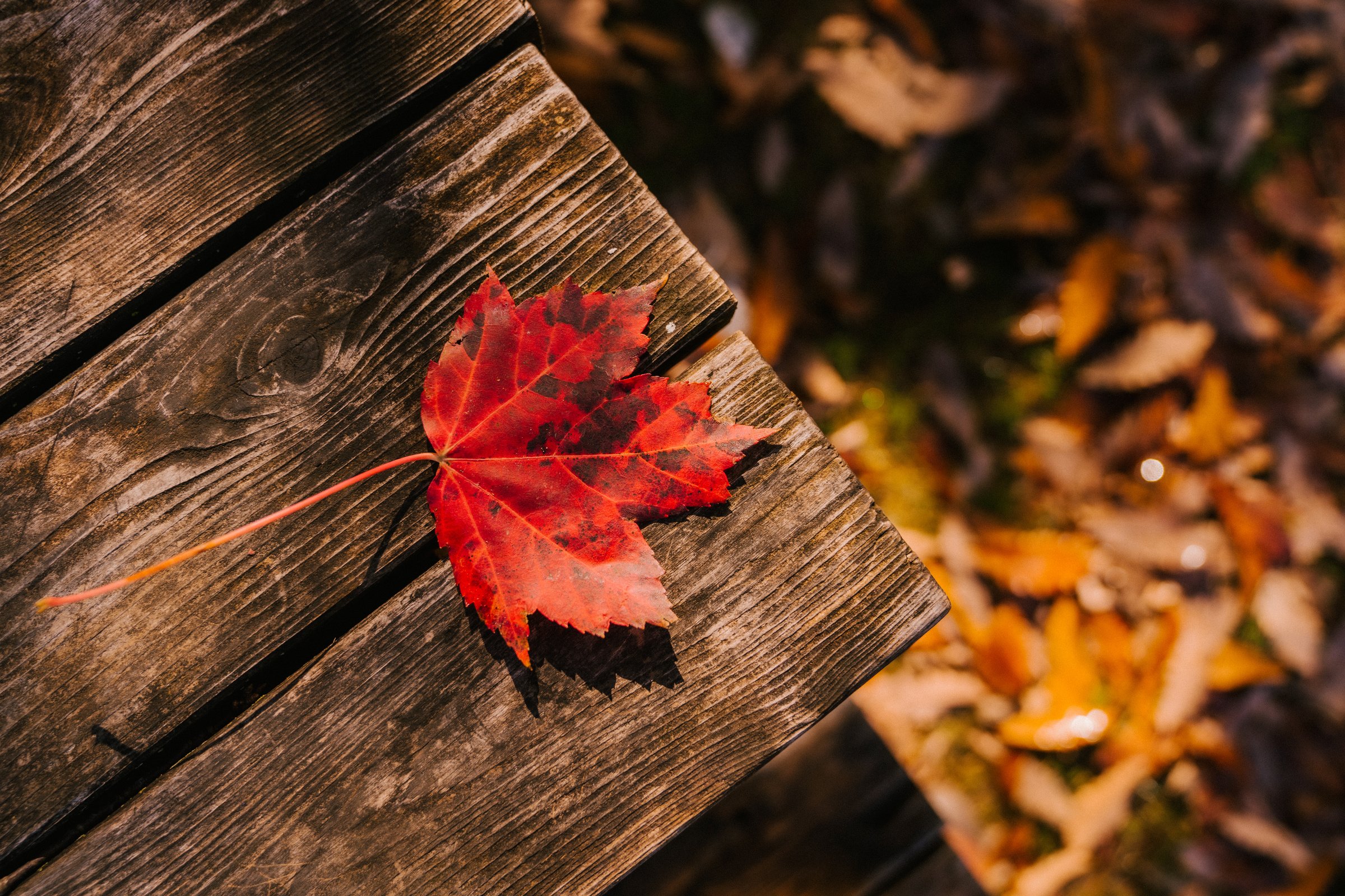 Fallen leaf on wooden surface